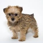 We did not find results for: Cavachon Puppies For Sale In Texas