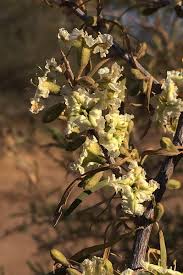 Image result for Phaeoptilum spinosum