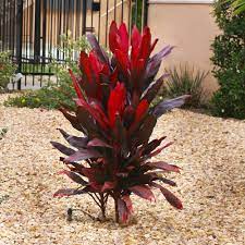 Shop with afterpay on eligible items. Hawaiian Ti Plants For Sale Brighterblooms Com