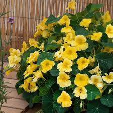 Image result for Nasturtium