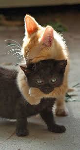 yavru kediler sevimli hayvan yavrulari sevimli kediler yavru kediler