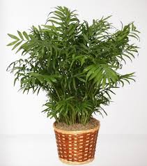 Frances Dyess Brantley Obituary August 26, 2024