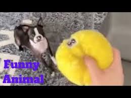 Funny Animal Videos Youtube Funny Animal Videos Funny Animals Animal Video Youtube
