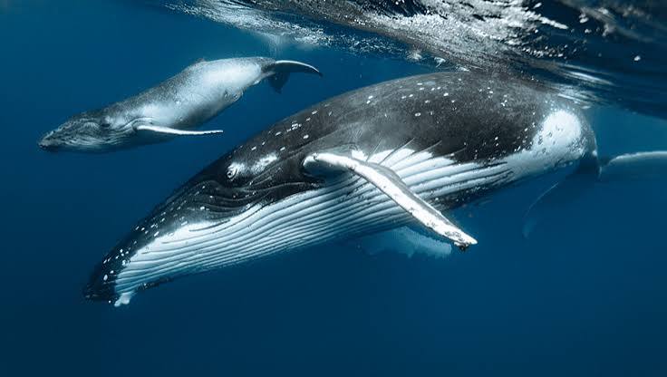 What Do You Call A Baby Whale? | IFLScience