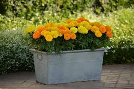 Beautiful summer flowers for gardens and pots that will give you gorgeous blooms. 15 Summer Annual Tips Hgtv
