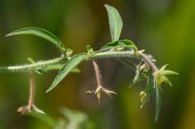 Image result for Ludwigia leptocarpa