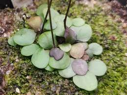 Image result for Genlisea margaretae