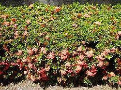 Image result for Ixora phellopus