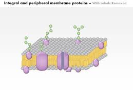 Peripheral membrane proteins, or extrinsic proteins, do not interact with the hydrophobiccore of the phospholipid bilayer. 0614 Integral And Peripheral Membrane Proteins Medical Images For Powerpoint Powerpoint Presentation Designs Slide Ppt Graphics Presentation Template Designs