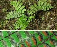 Image result for Asplenium monanthes