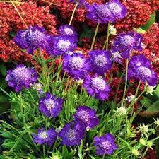 Scabiosa Ultra Violet Buy Pincushion Flower Perennials Online Perennials Gorgeous Gardens Violet Flower