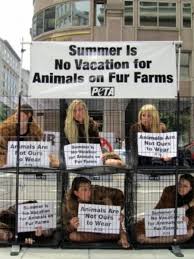 Image result for peta protests
