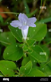Image result for Ruellia patula