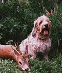 Image result for malý vendéeský hrubosrstý honič