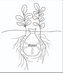 Glochids are usually the least noticeable because they are substantially smaller in size if there is a drainage hole at the bottom that is excessively large, you can prevent soil and sand from. How To Use Olla Irrigation Native Seeds Search