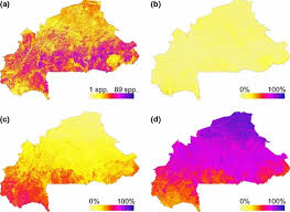 Image result for Rhytachne latifolia