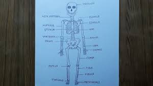 How to draw arms step 1. How To Draw Human Skeleton Step By Step So Easy Youtube