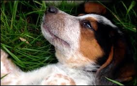 Adoptions by appointment are available. Adopt Some Love Adopt Some Love With Oregon Friends Of Shelter Animals