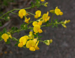 Image result for Lotus mlanjeanus