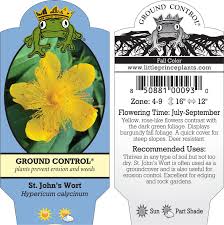 Image result for Hypericum humbertii