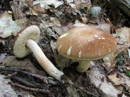 Image result for Xanthoconium sp.