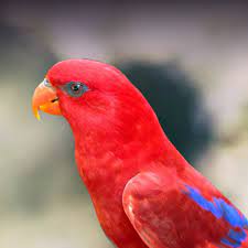 They are not seed eaters though, requiring fresh fruits or nectar instead, which makes their droppings very runny. Red Lory Personality Food Care Pet Birds By Lafeber Co