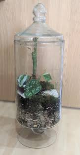 Unique Terrarium Kits In 2020 Beautiful Terrariums Terrariums Kits Terrarium