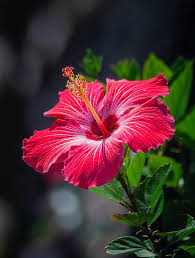 Image result for Hibiscus