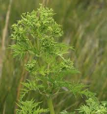 Image result for Afroligusticum