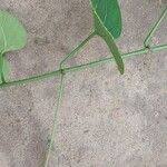 Image result for Cissus petiolata