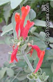 Image result for Dicliptera pumila