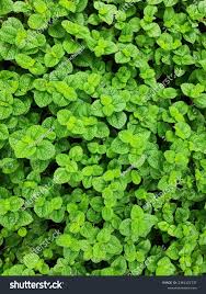 Image result for Pilea bambuseti