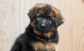 Long haired german shepherds are part of the family of the german shepherd. Long Haired German Shepherd Puppies How Much Do We Know