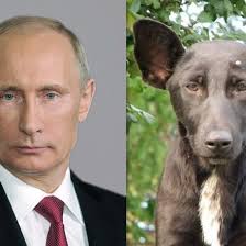 Your meme was successfully uploaded and it is now in moderation. Three Theories On Why This Dog Looks Exactly Like Vladimir Putin