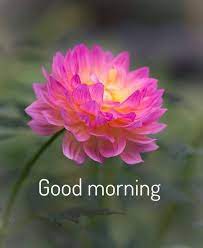Check spelling or type a new query. 60 Most Beautiful Good Morning Images With Flowers Hindi Status Good Morning Images Good Morning Flowers Good Morning Beautiful