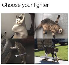 19 Hilarious Cat Memes That Are Total Wins Cats Cat Memes Cute Funny Animals