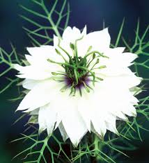 We did not find results for: Buy Nigella Damascena Miss Jekyll Alba Love In A Mist Sarah Raven