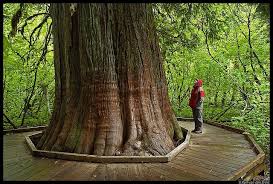 Maybe you would like to learn more about one of these? Grove Of The Patriarchs Mount Rainier Np Usc 0190 Pacific Coast Road Trip Portland Travel Washington Hikes