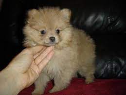 Pomarazzi pomeranian breeds exotic colored purebred pomeranian's with gorgeous blue eyes. Pomeranian Puppies In Illinois