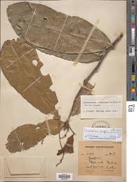 Image result for Campylospermum densiflorum