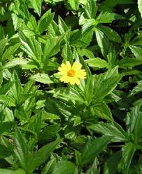 Image result for Tectaria fernandensis