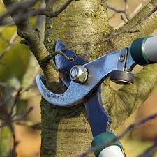 Many of our customers use our tree care services to make sure that their tree keeps its beautiful shape. Tree Pruning In Brentwood Tn Kaily S Tree