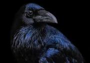 1,000+ Free Raven & Crow Images - Pixabay