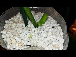 Orkide Cogaltma 2 Cicek Sapindan Klonlama Keiki Teknigi Orchid Propagation By Cloning Youtube Orkideler Organik Bahcecilik Cicek