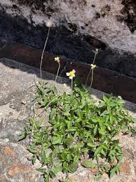 Image result for Tridax