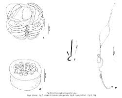 Image result for Cyclocotyla
