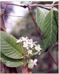 Image result for Holarrhena floribunda