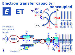 ET capacity - Bioblast