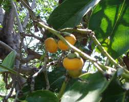 Image result for Diospyros mafiensis