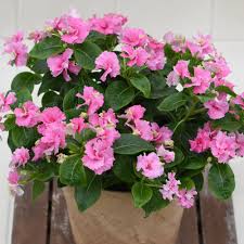 Image result for Catharanthus